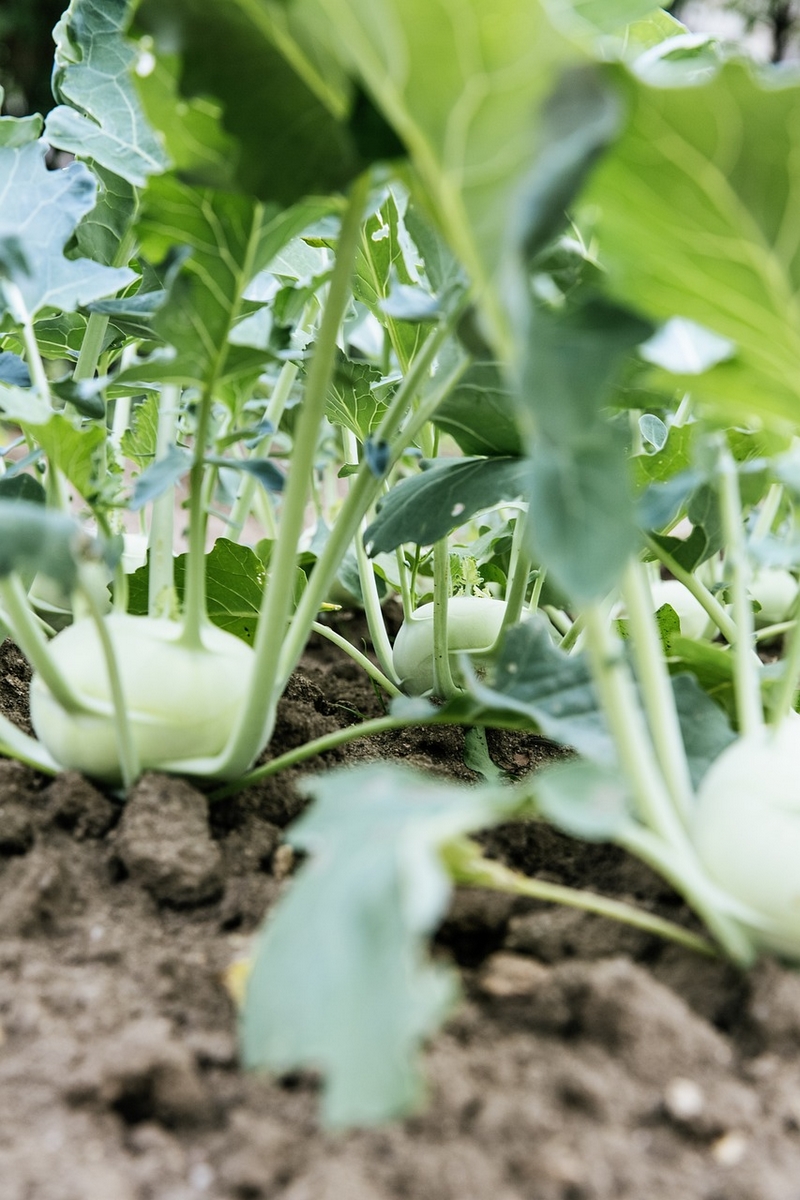 Photo de navets dans un jardin