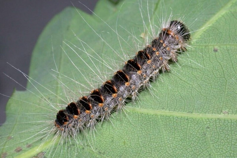 Chenille processionnaire