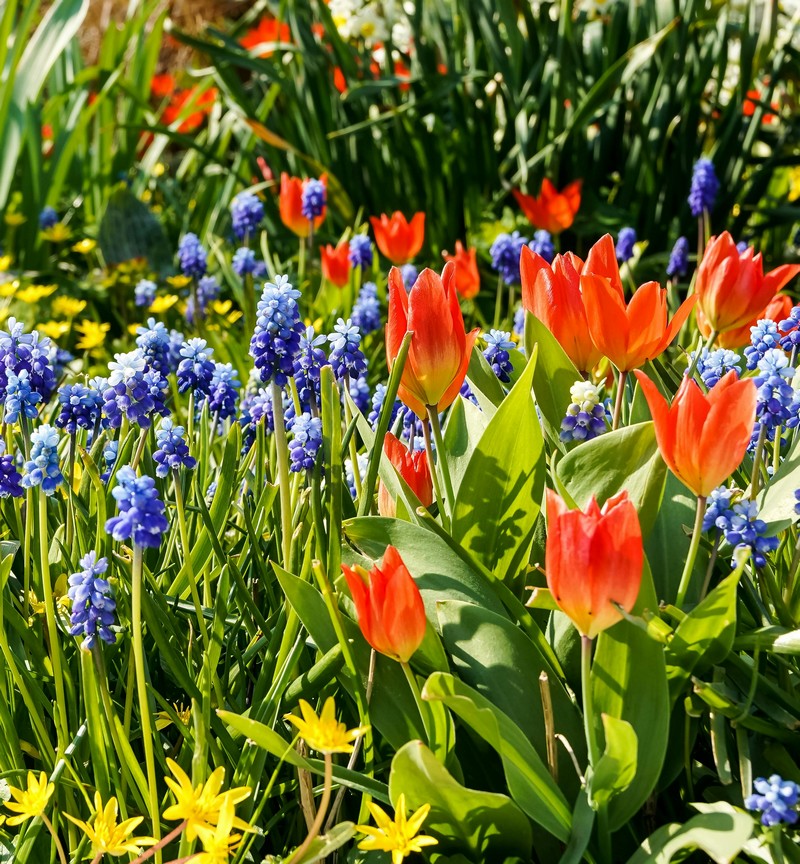 Fleurs